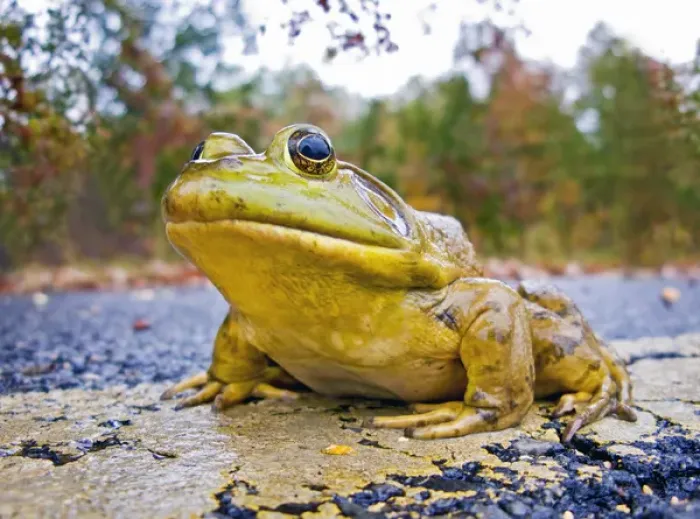 Framed Print : North America, USA, New Jersey, Great Swamp NWR. Bullfrog crossing the road in the rain Framed Print : North America, USA, New Jersey, Great Swamp NWR. Bullfrog crossing the road in the rain