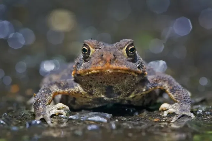 Framed Print : North America, USA, New Jersey, Bernardsville. American Toad Framed Print : North America, USA, New Jersey, Bernardsville. American Toad