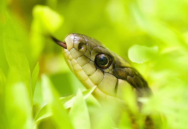 North America, USA, New Jersey, Bernardsville. Eastern Garter Snake in the grass