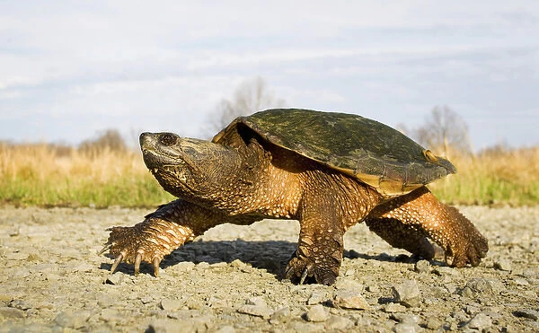 North America; USA, New Jersey, Great Swamp NWR. Common Snapping Turtle