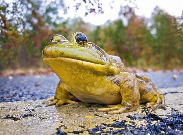 North America, USA, New Jersey, Great Swamp NWR. Bullfrog crossing the road in the rain