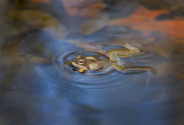 North America, USA, New Jersey, Great Swamp NWR. Singing Wood Frog