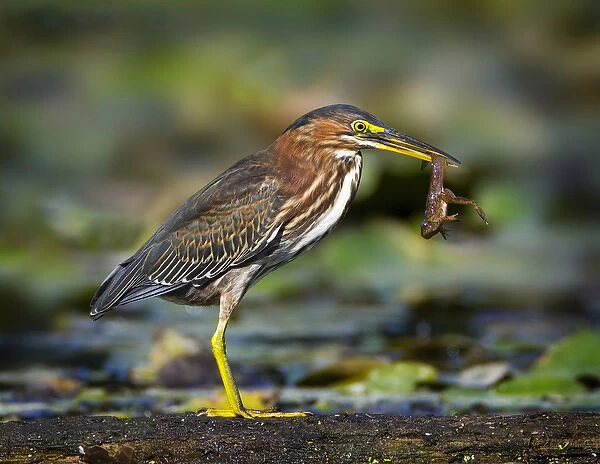 North America, USA, New Jersey, Watchung. Green Heron with a young frog