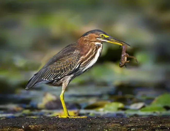 Framed Print : North America, USA, New Jersey, Watchung. Green Heron with a young frog Framed Print : North America, USA, New Jersey, Watchung. Green Heron with a young frog