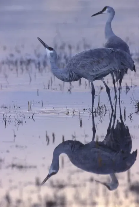 Framed Print : North America, USA, New Mexico, Bosque del Apache National Wildlife Refuge. Two Framed Print : North America, USA, New Mexico, Bosque del Apache National Wildlife Refuge. Two