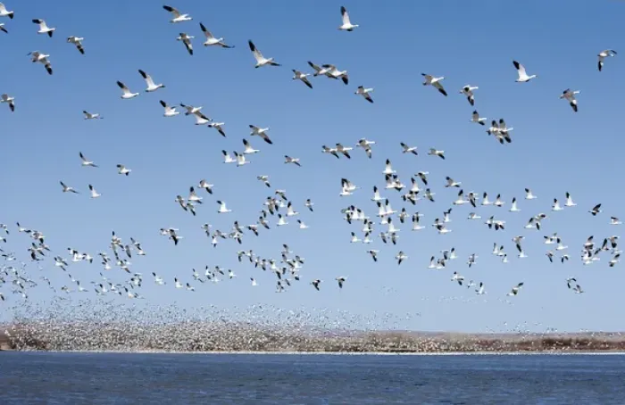Framed Print : North America, USA, New Mexico, Bosque del Apache National Wildlife Refuge. Snow Geese Framed Print : North America, USA, New Mexico, Bosque del Apache National Wildlife Refuge. Snow Geese
