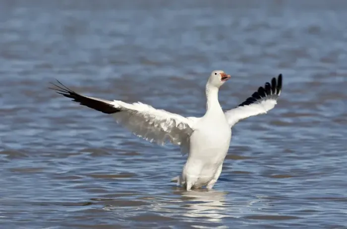 Framed Print : North America, USA, New Mexico, Bosque del Apache National Wildlife Refuge. Snow Goose Framed Print : North America, USA, New Mexico, Bosque del Apache National Wildlife Refuge. Snow Goose