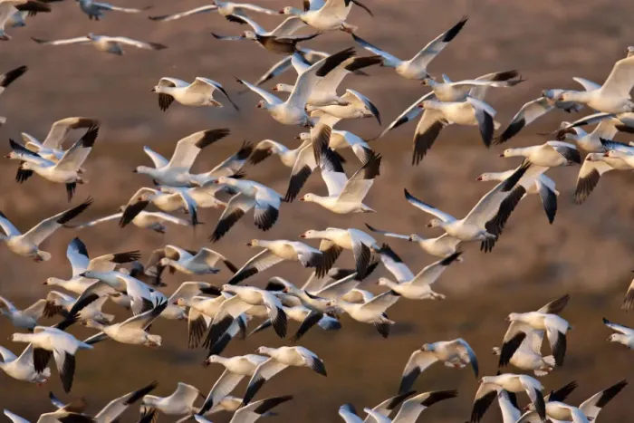 Framed Print : North America, USA, New Mexico, Bosque del Apache National Wildlife Refuge. Snow Geese Framed Print : North America, USA, New Mexico, Bosque del Apache National Wildlife Refuge. Snow Geese