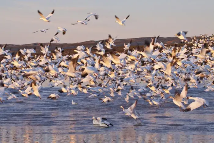 Framed Print : North America, USA, New Mexico, Bosque Del Apache, Snow Gesse in Flight Framed Print : North America, USA, New Mexico, Bosque Del Apache, Snow Gesse in Flight