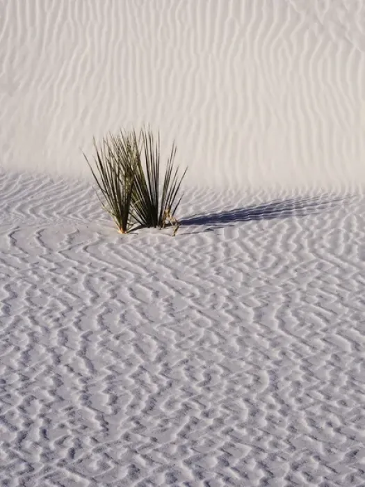 Framed Print : North America; USA; New Mexico, White Sands National Monument; Sand Dune Patterns Framed Print : North America; USA; New Mexico, White Sands National Monument; Sand Dune Patterns