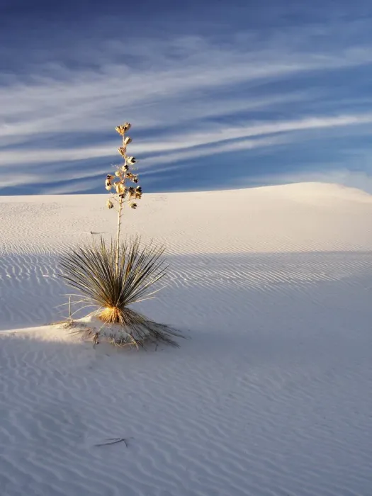 Framed Print : North America; USA; New Mexico, White Sands National Monument; Sand Dune Patterns Framed Print : North America; USA; New Mexico, White Sands National Monument; Sand Dune Patterns