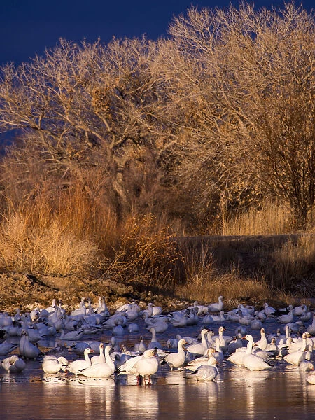 North America; USA; New Mexico; Bosque del Apache National Wildlife Refuge; Snow Geese at dawn