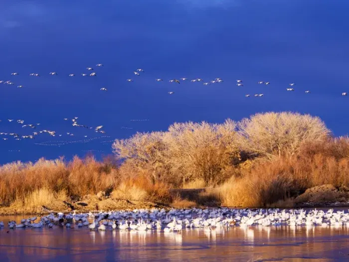 Framed Print : North America; USA; New Mexico; Bosque del Apache National Wildlife Refuge