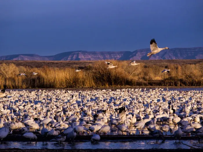 Framed Print : North America; USA; New Mexico; Bosque del Apache National Wildlife Refuge; Lesser Snow Geese (Chen C