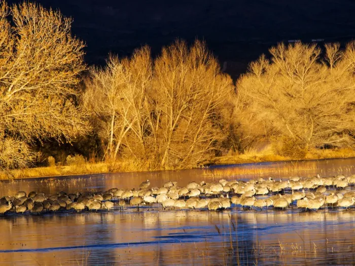 Framed Print : North America; USA; New Mexico; Bosque del Apache National Wildlife Refuge; Sandhill cranes Framed Print : North America; USA; New Mexico; Bosque del Apache National Wildlife Refuge; Sandhill cranes