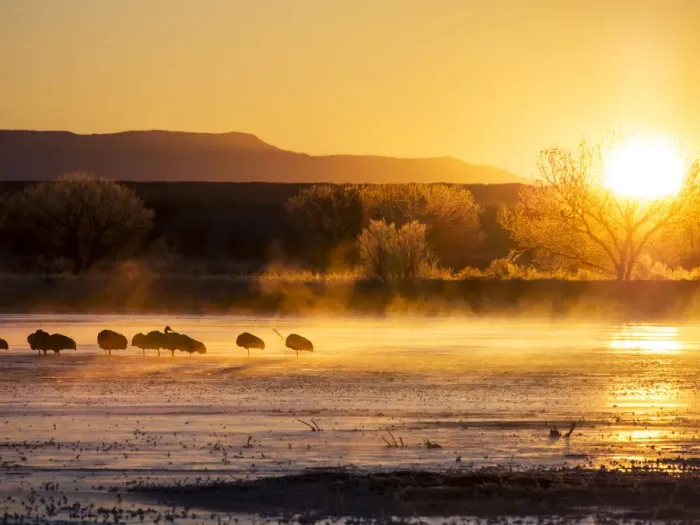 Framed Print : North America; USA; New Mexico; Bosque del Apache National Wildlife Refuge; Sandhill cranes Framed Print : North America; USA; New Mexico; Bosque del Apache National Wildlife Refuge; Sandhill cranes