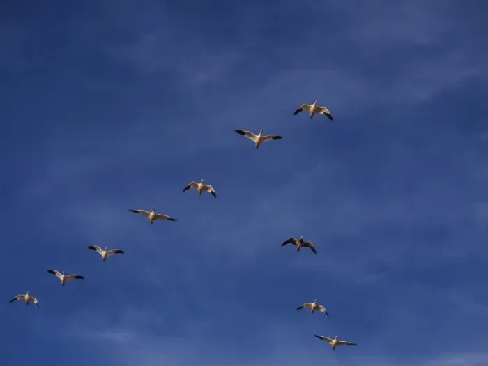 Framed Print : North America; USA; New Mexico; Bosque del Apache National Wildlife Refuge; Snow Geese Framed Print : North America; USA; New Mexico; Bosque del Apache National Wildlife Refuge; Snow Geese