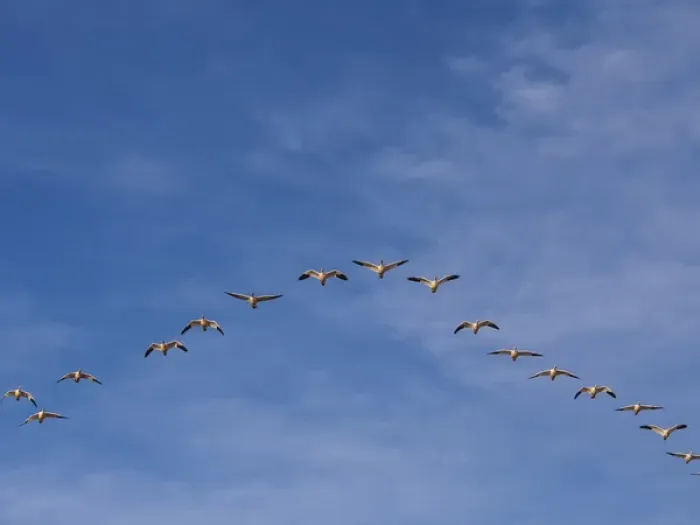 Framed Print : North America; USA; New Mexico; Bosque del Apache National Wildlife Refuge; Snow Geese
