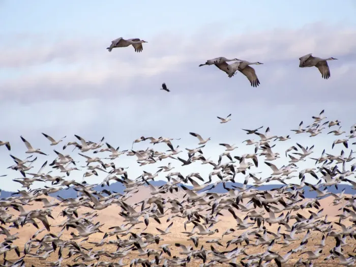Framed Print : North America; USA; New Mexico; Bosque del Apache National Wildlife Refuge; Snow Geese