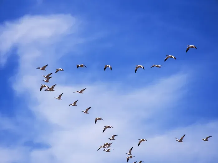 Framed Print : North America; USA; New Mexico; Bosque del Apache National Wildlife Refuge; Snow Geese Framed Print : North America; USA; New Mexico; Bosque del Apache National Wildlife Refuge; Snow Geese