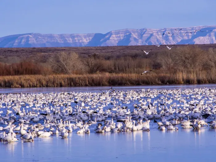 Framed Print : North America; USA; New Mexico; Bosque del Apache National Wildlife Refuge; Snow Geese at dawn Framed Print : North America; USA; New Mexico; Bosque del Apache National Wildlife Refuge; Snow Geese at dawn
