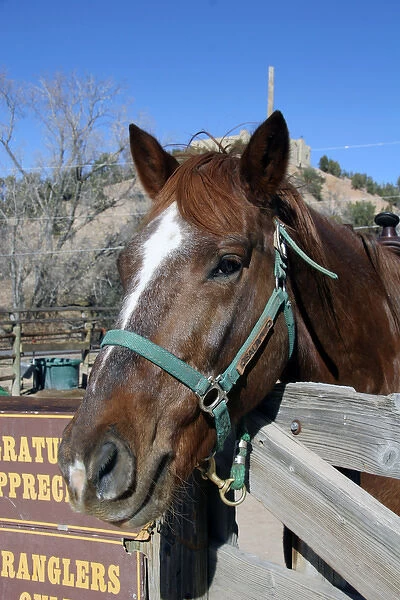 North America, USA, New Mexico. Horse at riding stables of Bishops Lodge Resort near Santa Fe