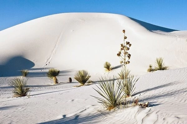 North America, USA, New Mexico, White Sands National Monument, Transverse Dunes
