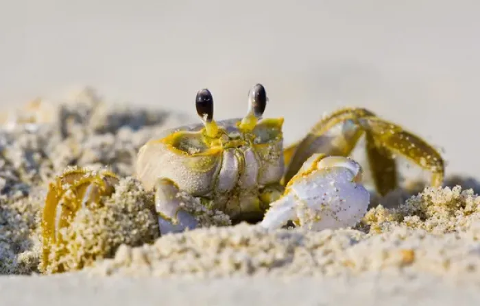 Framed Print : North America, USA, North Carolina, Nags Head. Ghost Crab excavating a burrow