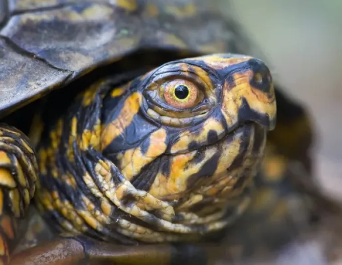 Framed Print : North America, USA, North Carolina, Palmetto Peartree preserve. Eastern Box Turtle