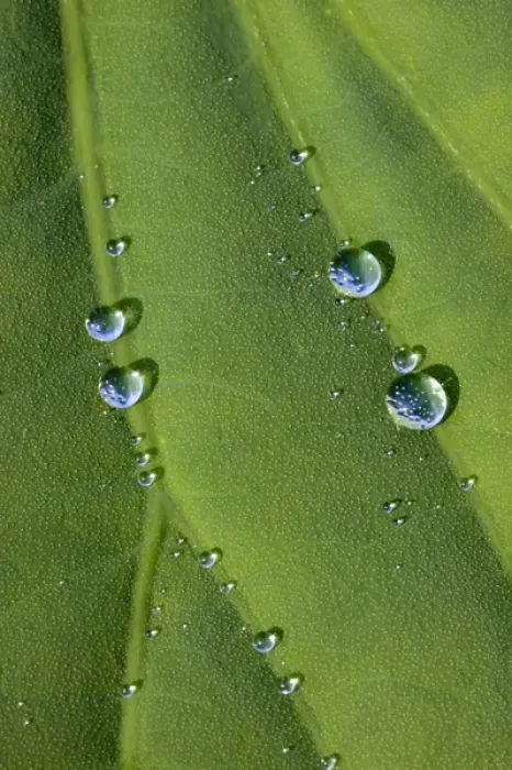 Framed Print : North America, USA, North Carolina. Lotus leaf with dew drops Framed Print : North America, USA, North Carolina. Lotus leaf with dew drops