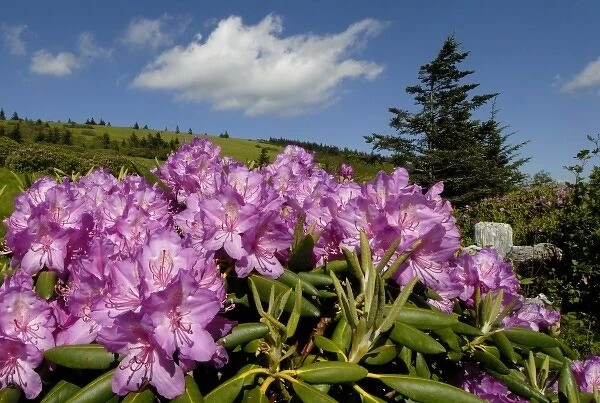 North America, USA, North Carolina, Smoky Mountains, a colorful display of Rhododendron