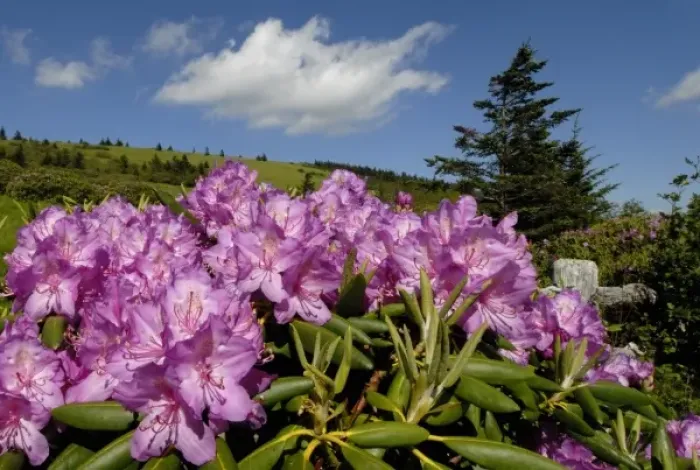 Framed Print : North America, USA, North Carolina, Smoky Mountains, a colorful display of Rhododendron Framed Print : North America, USA, North Carolina, Smoky Mountains, a colorful display of Rhododendron
