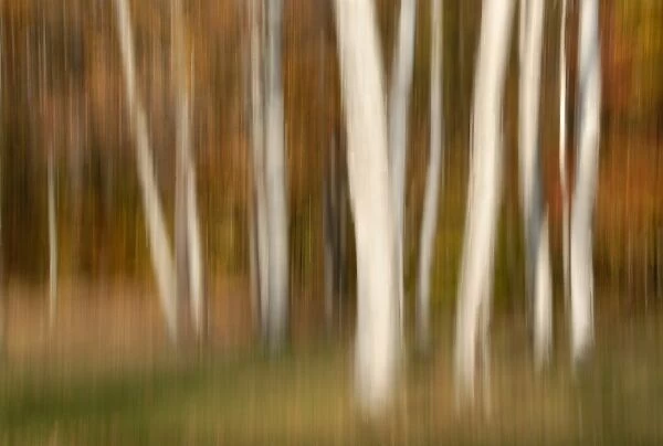 North America, USA, North Carolina, panned blurred white trees against a fall color background