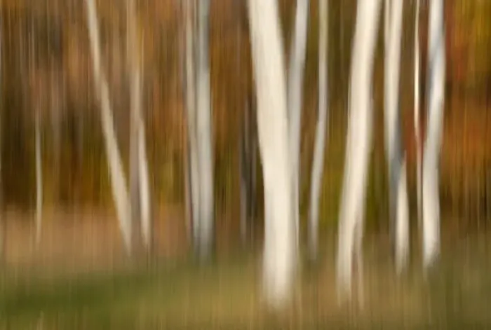 Framed Print : North America, USA, North Carolina, panned blurred white trees against a fall color background Framed Print : North America, USA, North Carolina, panned blurred white trees against a fall color background