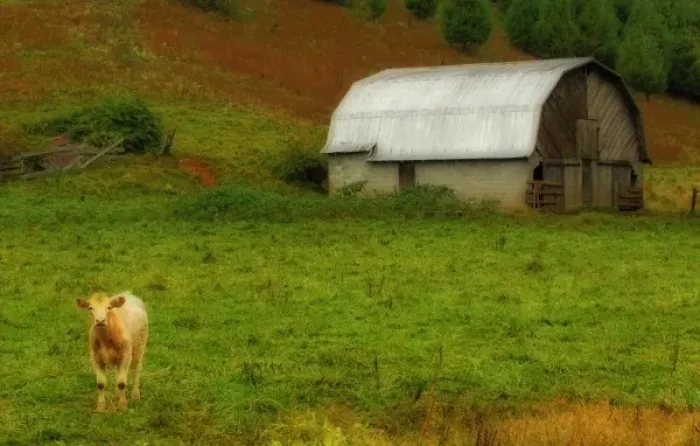 Framed Print : North America, USA, North Carolina, digitally altered, a single cow peers from a Framed Print : North America, USA, North Carolina, digitally altered, a single cow peers from a