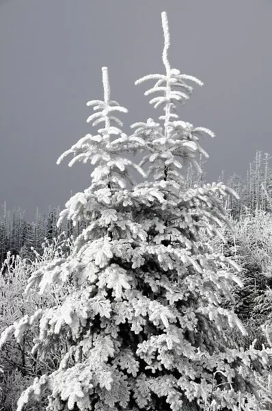 North America, USA, North Carolina, Smoky Mountains, a pair of young trees covered in rimefrost