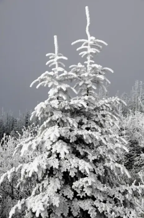 Framed Print : North America, USA, North Carolina, Smoky Mountains, a pair of young trees covered in rimefrost
