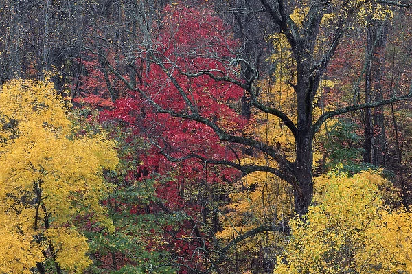 North America, USA, North Carolina. Fall foliage