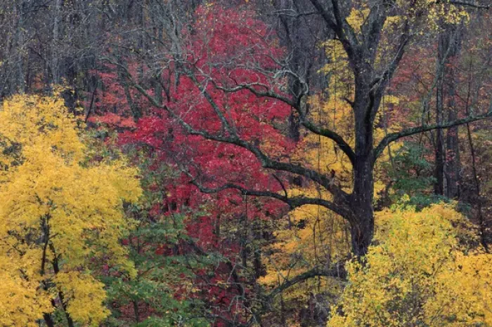 Framed Print : North America, USA, North Carolina. Fall foliage Framed Print : North America, USA, North Carolina. Fall foliage