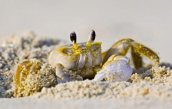 North America, USA, North Carolina, Nags Head. Ghost Crab excavating a burrow