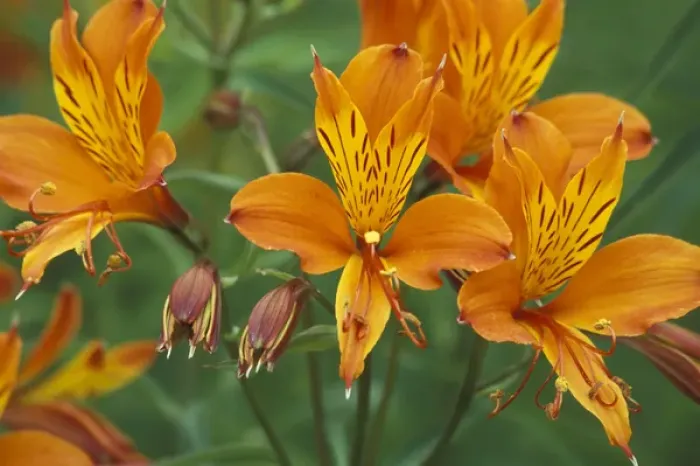 Framed Print : North America, USA, OR, Cannon Beach Orange Asiatic Lilies in town square