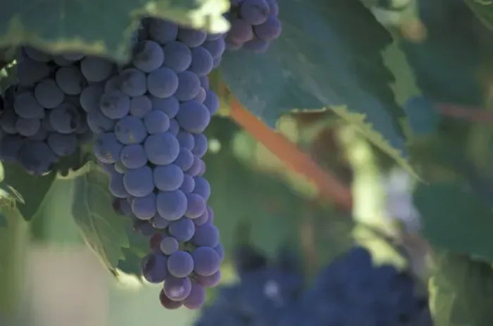 Framed Print : North America, USA, OR, Umatilla County, Seven Hills Vineyard Sangiovese grape