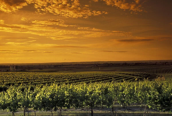North America, USA, OR, Umatilla County, Seven Hills Vineyard vineyard with orange