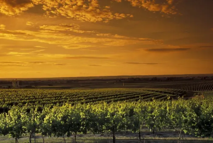 Framed Print : North America, USA, OR, Umatilla County, Seven Hills Vineyard vineyard with orange Framed Print : North America, USA, OR, Umatilla County, Seven Hills Vineyard vineyard with orange