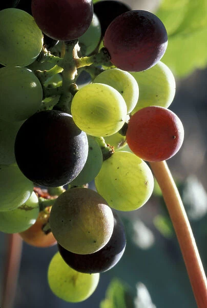 North America, USA, OR, Umatilla County, Seven Hills Vineyard Cab Franc grape