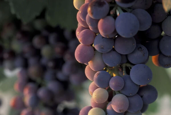 North America, USA, OR, Umatilla County, Seven Hills Vineyard Cabernet grape cluster