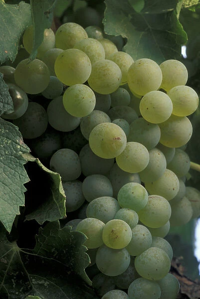 North America, USA, OR, Umatilla County, Seven Hills Vineyard Semillion grape