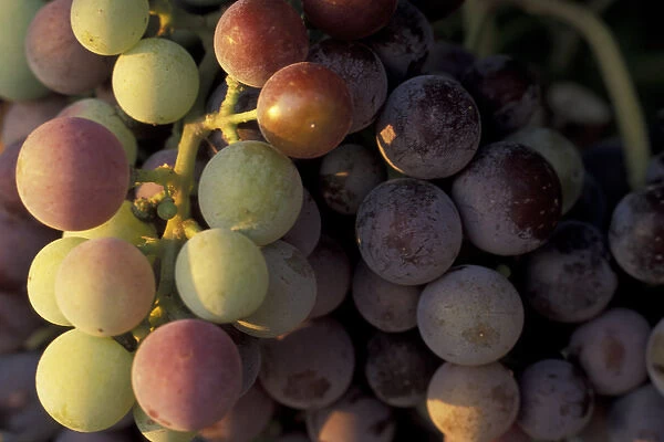 North America, USA, OR, Umatilla County, Seven Hills Vineyard Cab Ranc grape cluster