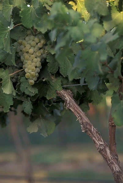 North America, USA, OR, Umatilla County, Seven Hills Vineyard Simillion grape