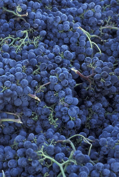 North America, USA, OR, Umatilla County, Seven Hills Vineyard grape details in
